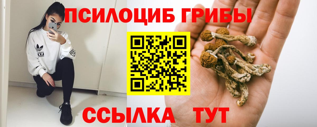 Псилоцибиновые грибы Psilocybe Красноярск